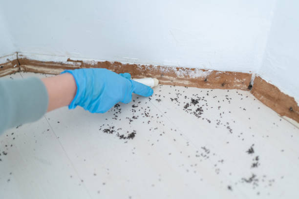 Best Pest Removal Services  in Medina, TX